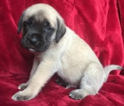 Awesome Mastiff Puppies For Sale