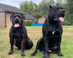 Mastiff puppies for adoption