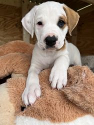 McNab mix puppies looking for their forever home
