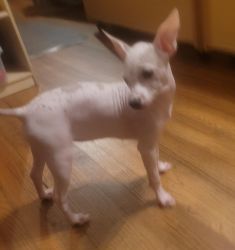 Hairless Pure Breed