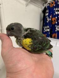 Baby meyers parrot hand fed