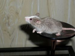 Mice, Fancy pet & show
