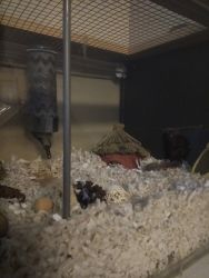 Mice and tank for sale