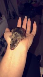Two mice for sale