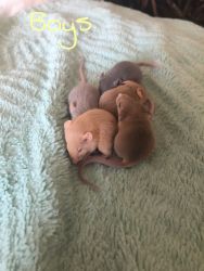 10 baby mice that need good homes
