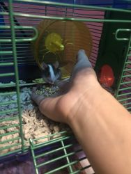 Fancy Rat with cage and bedding for sale