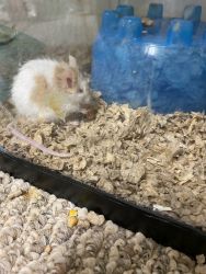 4 male mice for rehome