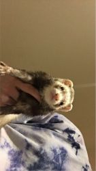 Female ferret in need of a good home!