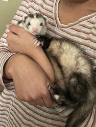 Female Ferret - has had canine distemper shot, neutered, cage included