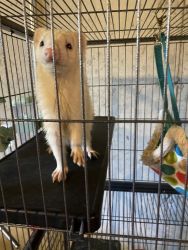 Two ferrets and cage