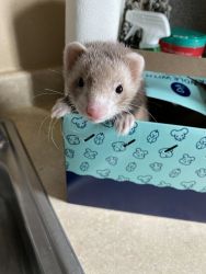 Make ferret needs a new home