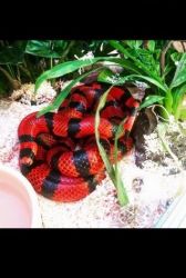 4 Tangerine Honduran Milk Snake