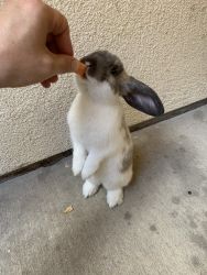 Gentle and pretty bunny