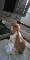 Mini Lop - everything is included along with rabbit