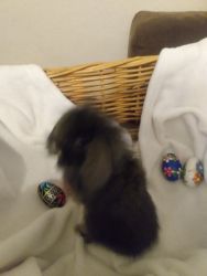 Have six baby mini lop bunnies