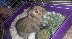 looking to Rehome this cute little bunny