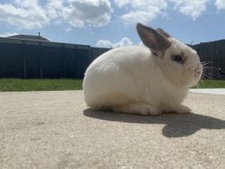 9 month old male rabbit