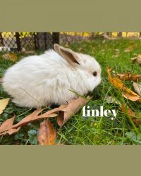 Baby mini lop bunnies ready 11/21!
