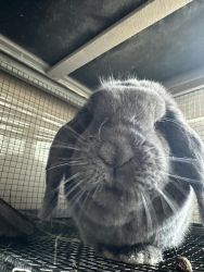 **CUTE!** Bunny for Sale
