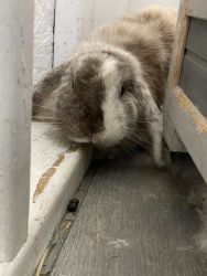 Lop Ear Bunny needs new home