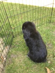 Rabbit for sale