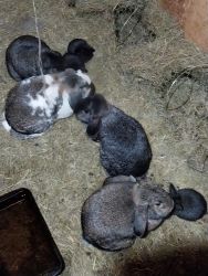 Mini Lop Bunnies