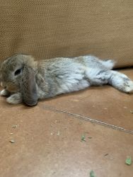 Adorable mini lop rabbit
