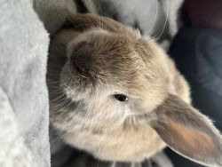 Cute Bunny comes with a “Starter Kit”