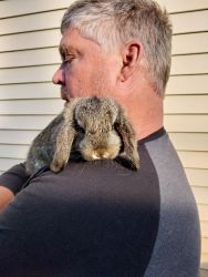 Rehoming Male Mini Lop Rabbit