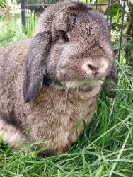 Rehoming brown pedigree mini lop rabbit
