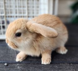 Mini lop Bunnies / Rabbit