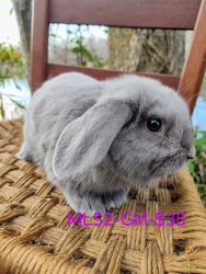 Mini Lop Rabbits- $35