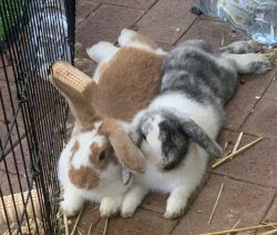 Free Lop-Eared Bunnies Milly & Angus - Seeking Loving Home Together!