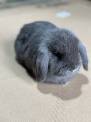 Mini Lop Bunnies (3)