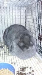 Looking to sell Mini Lops