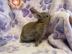 Adorable mini-lop/lionhead mix bunnies; rabbits