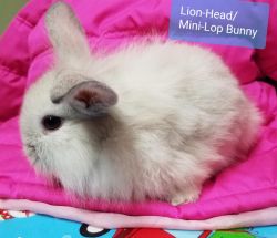 Mini-Lop/Lion-Head Baby Bunnies!
