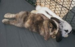 Two 6 week bunnies for sale