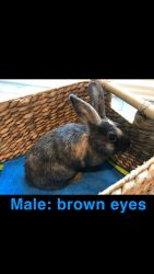Baby bunnies for sale/ Harlequin