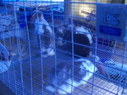 bunnies 4 sale