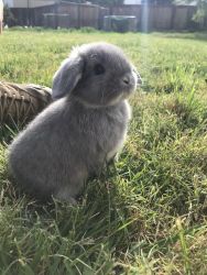 Mini Lop bunnies