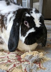 Rehoming 7yr old Lop Rabbit