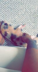 8 Week Old Mini Pig For Sale