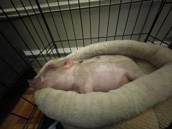 Oink Oink Is Looking for a New Amazing home