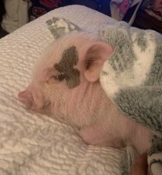 Miniature Pig Needs New Home