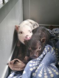 Mini pigs Juliana