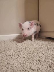 Teacup Pigs for Sale