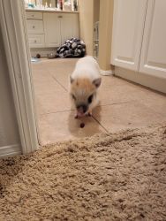 Mini piglet for sale micro chipped and papers