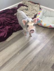 Beautiful mini pig