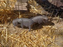 Adult Pot Belly hogs male/female for sale.